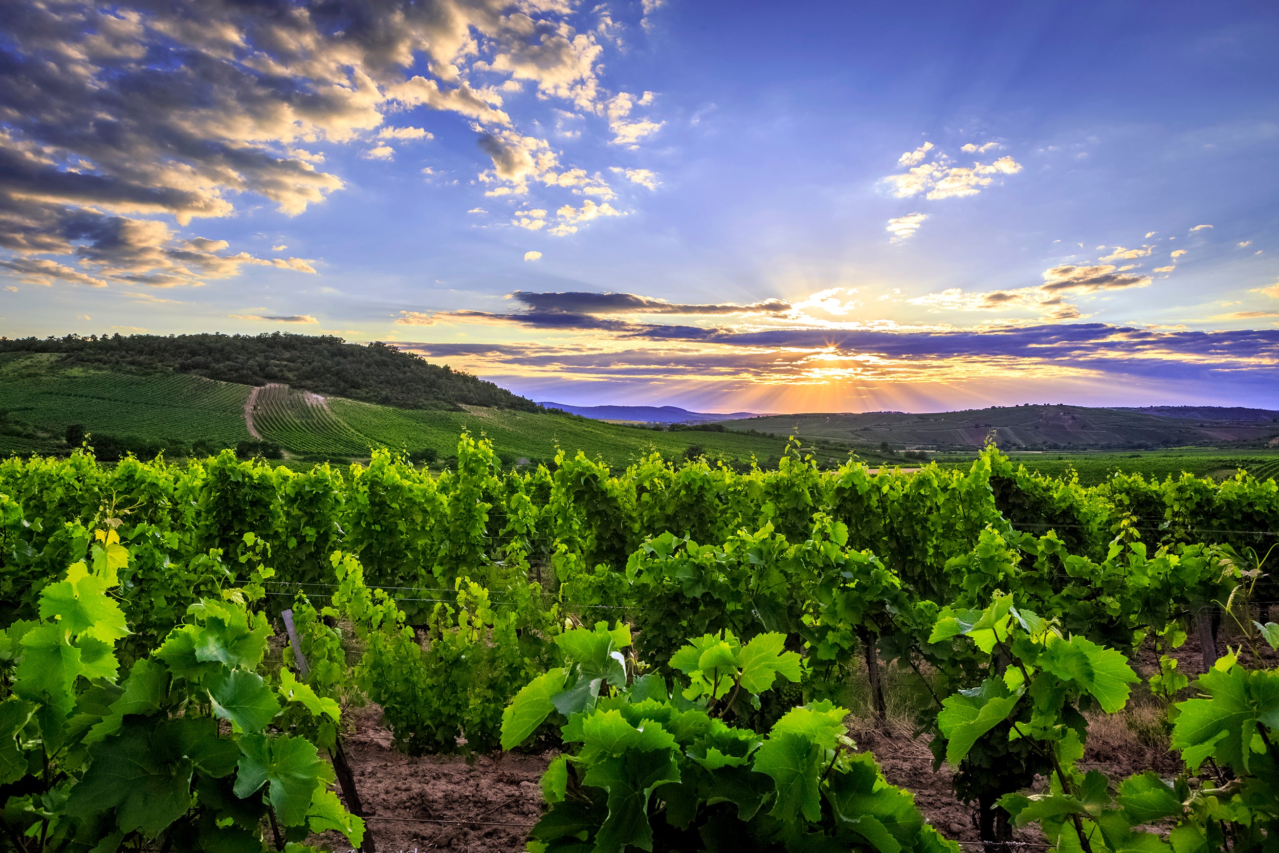 Vaxco Vineyards nestled within the boundaries of Mád within the historical Tokaj wine region