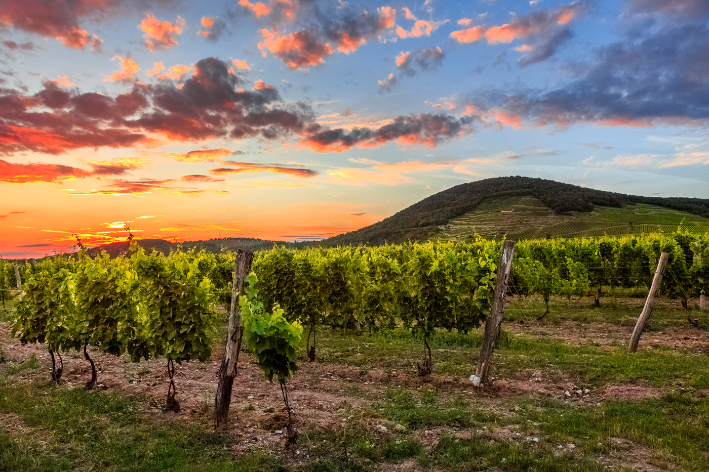 The grapevine located in Betsek territory