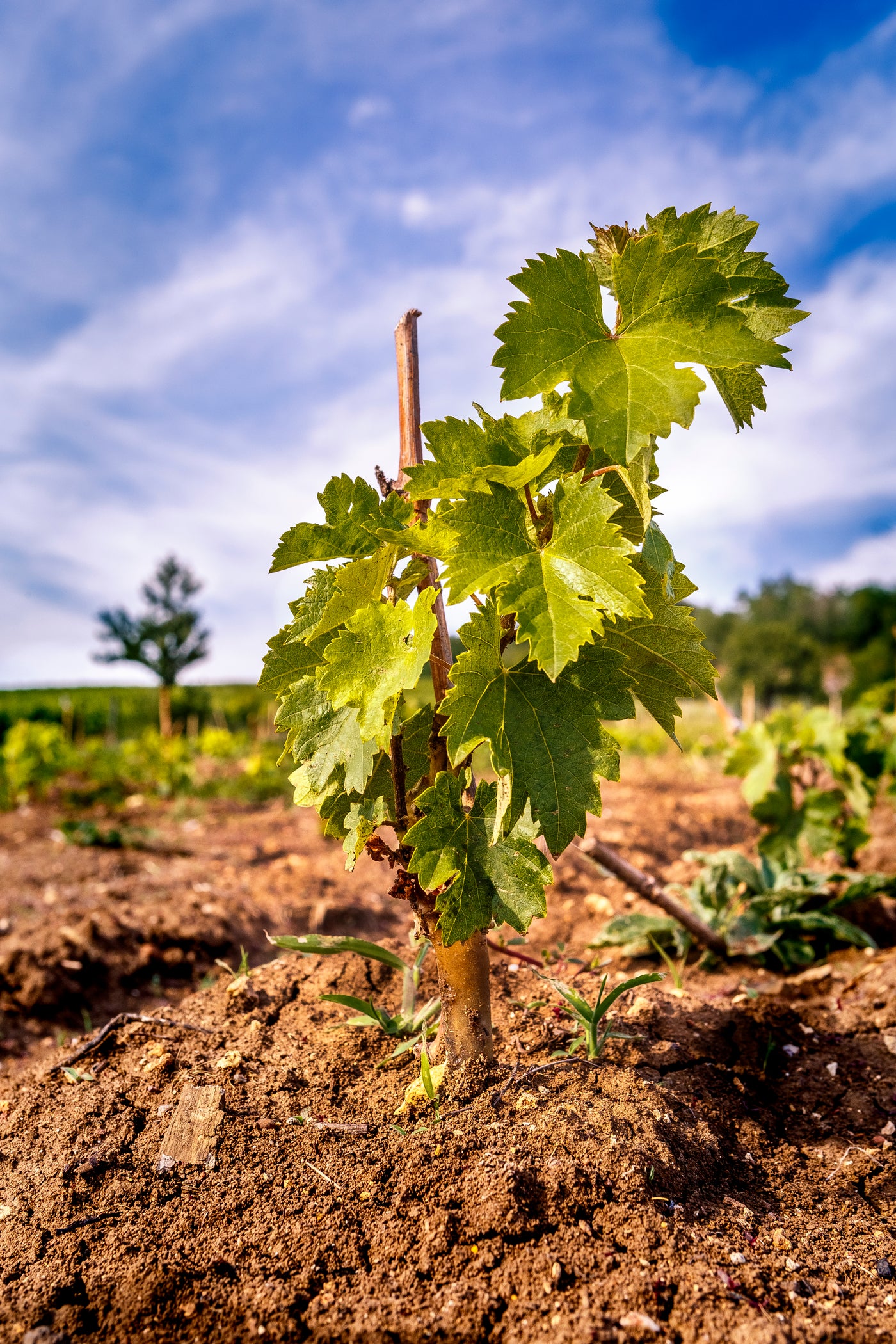 The beautiful Bomboly vineyard