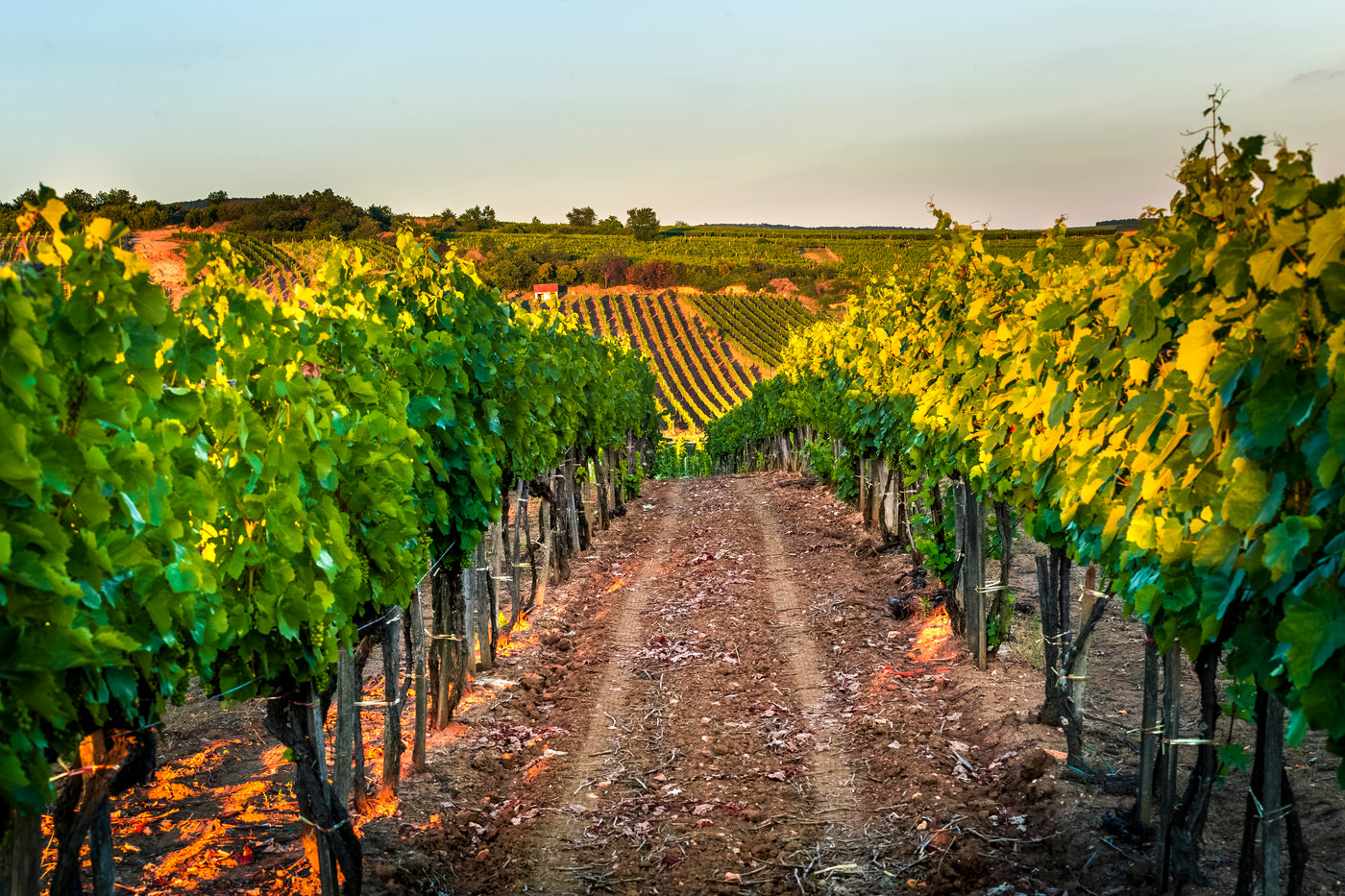 In the picturesque valley of Holdvölgy, there are 3.2 hectares of vineyards