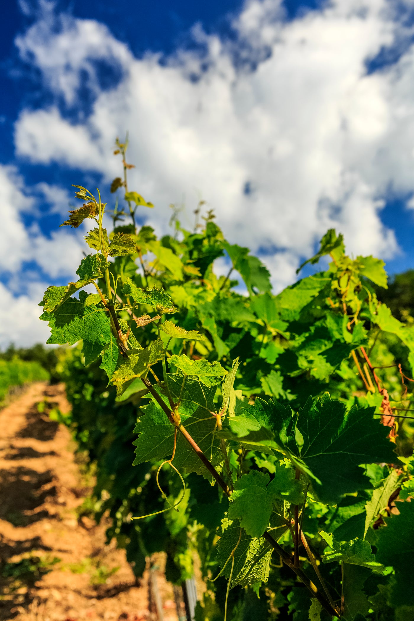 The 25-year-old Király vineyard