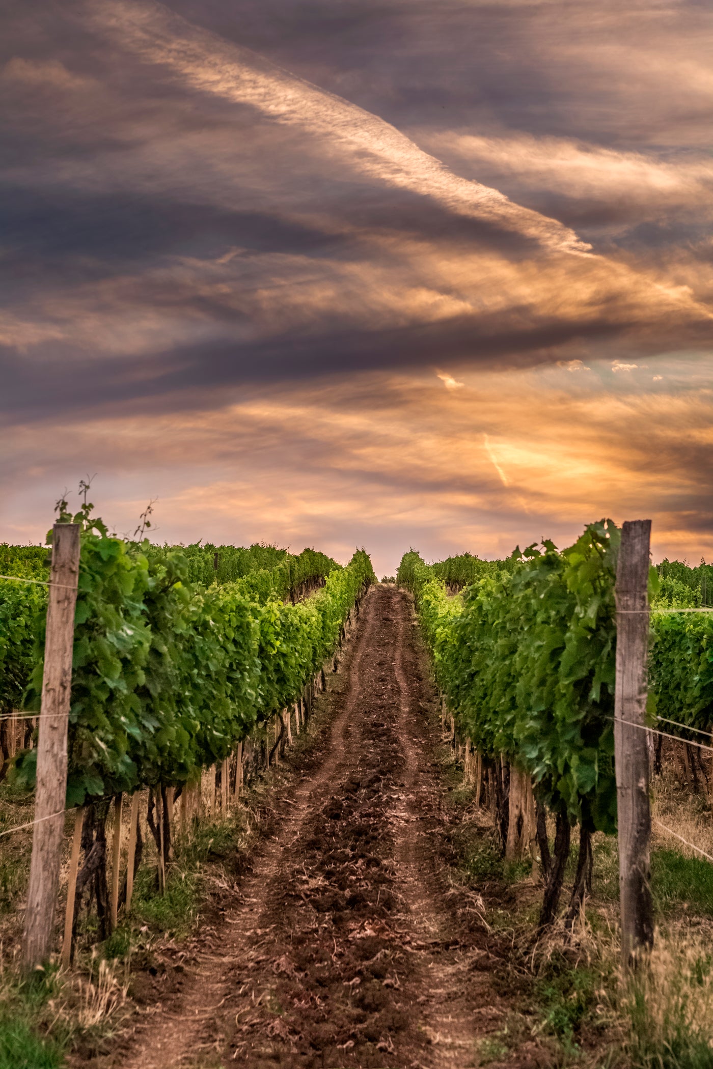 Szent-Tamás being one of the most complex vineyards of Mád
