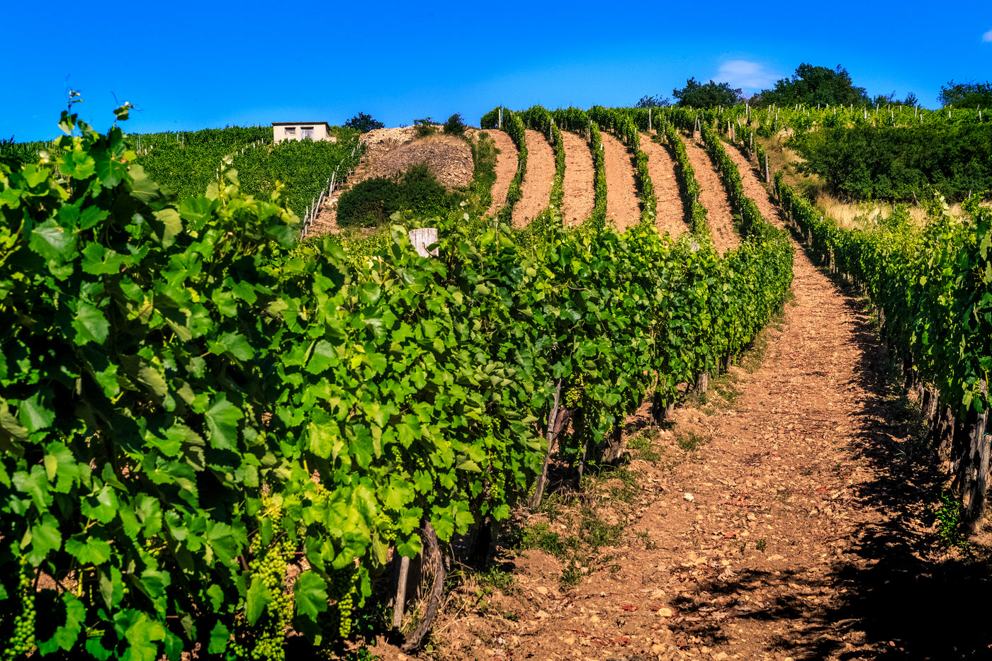 The Úrágya vineyard which serves as a top soil for a highly bodied, complex fruit