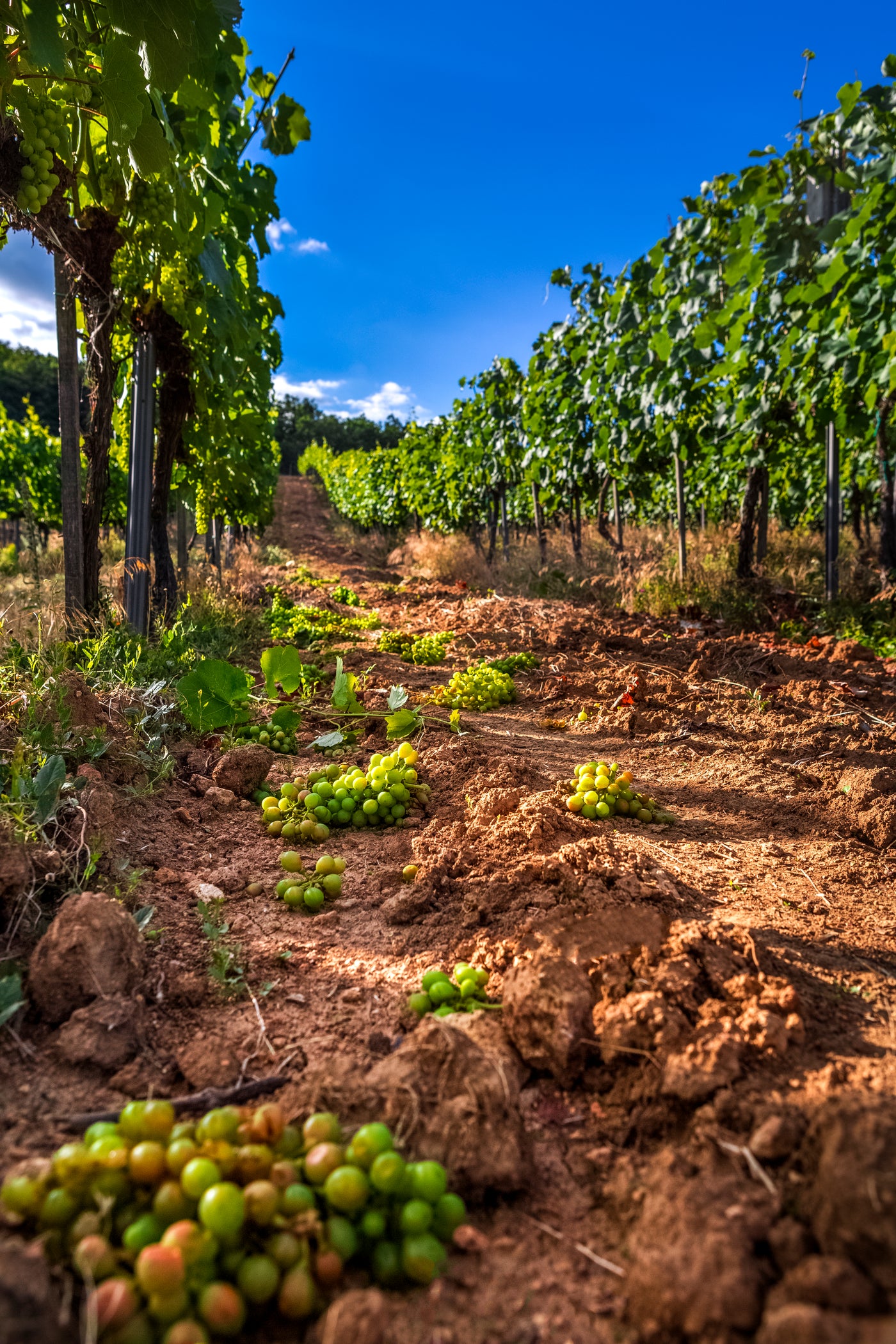The 35-years-old Veres grapevine